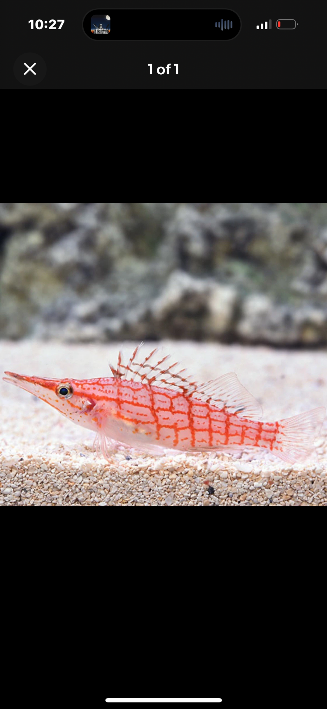 2 Longnose Hawk Fish