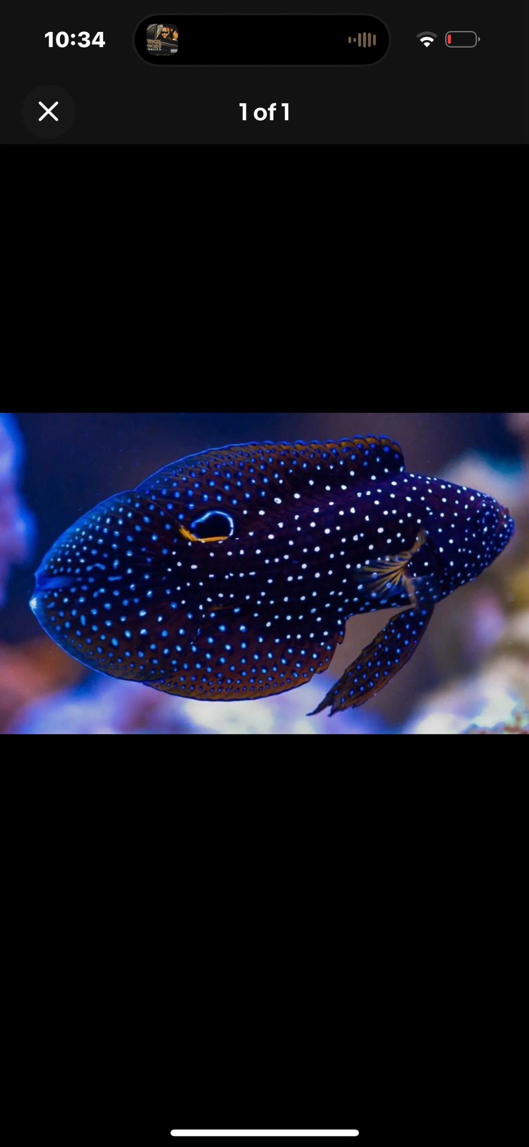 1 Betta Marine Grouper