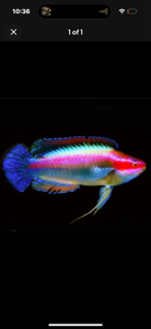 2 Temmincki Fairy Wrasse
