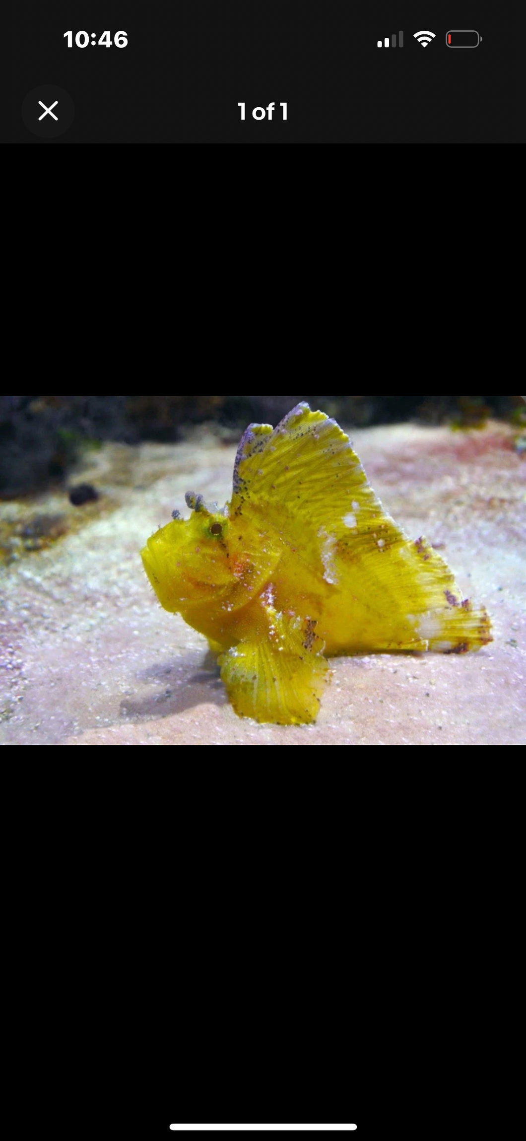 1 Yellow Leaf Fish