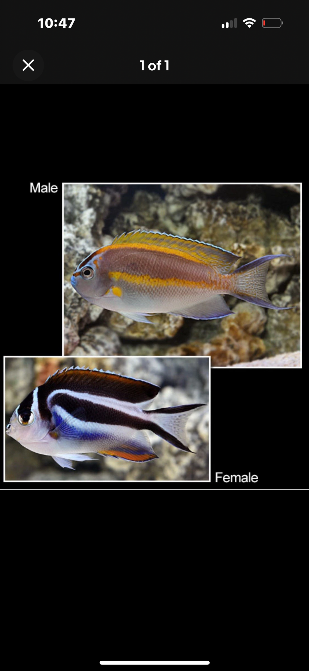 Bellus Angelfish Female