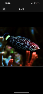 2 Black Tail Tamarin Wrasse