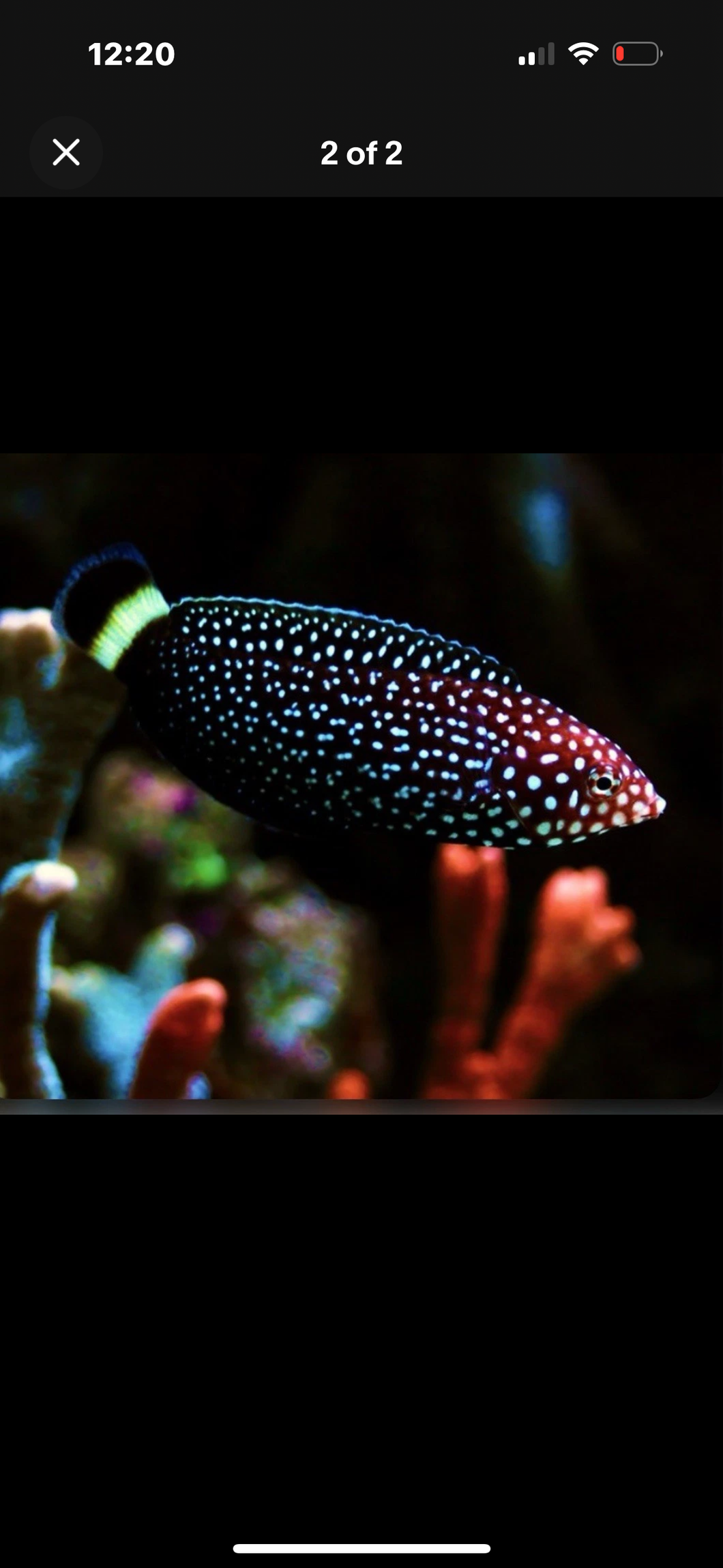 2 Black Tail Tamarin Wrasse