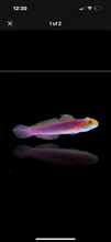 Load image into Gallery viewer, 2 Bella Rose Gobies (RARE)
