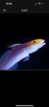Load image into Gallery viewer, 2 Bella Rose Gobies (RARE)

