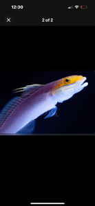 2 Bella Rose Gobies (RARE)