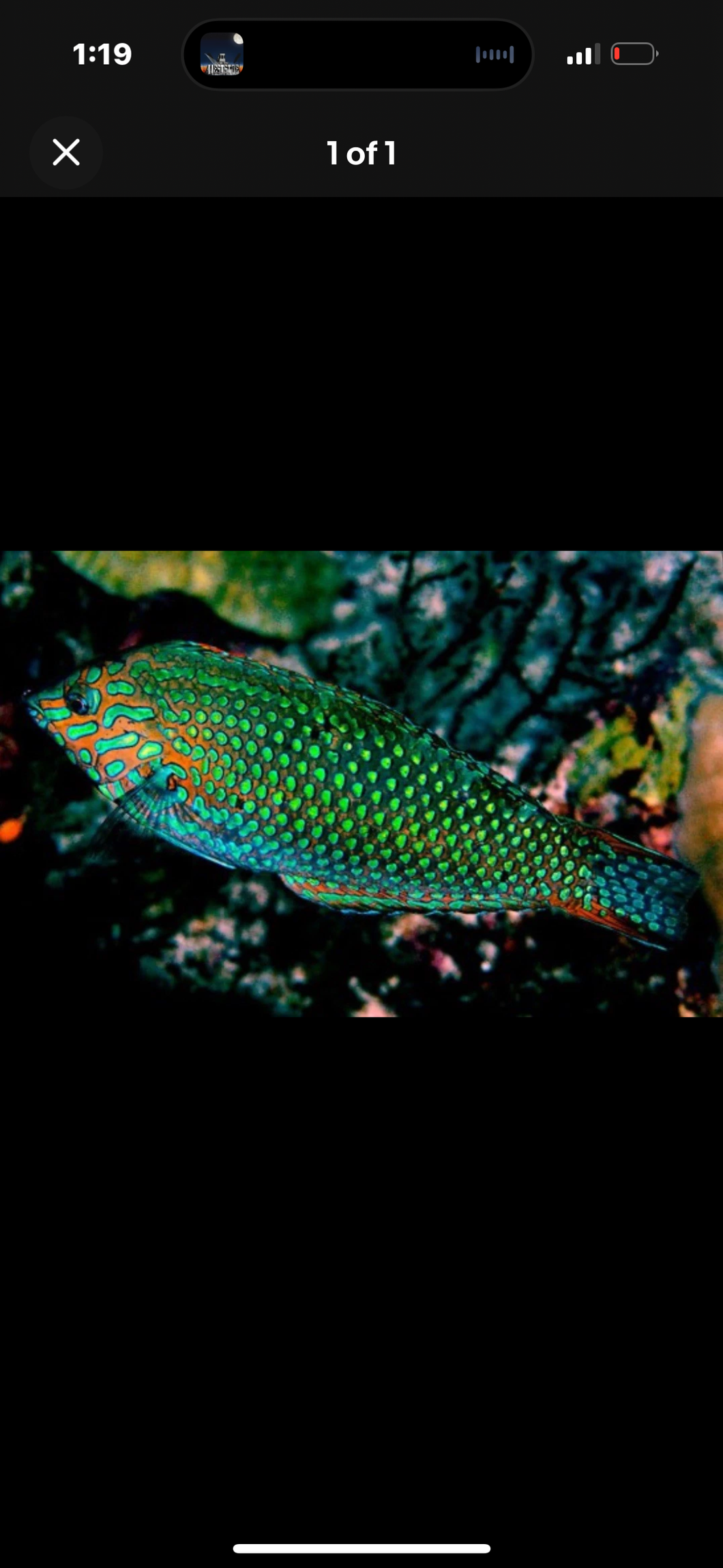 2 Green Leopard Wrasse SUPER MALE