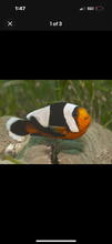 Load image into Gallery viewer, 2 Saddleback Clownfish  1”-2”

