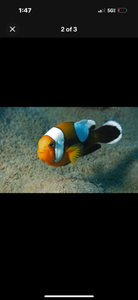 2 Saddleback Clownfish  1”-2”