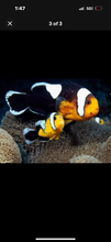 Load image into Gallery viewer, 2 Saddleback Clownfish  1”-2”
