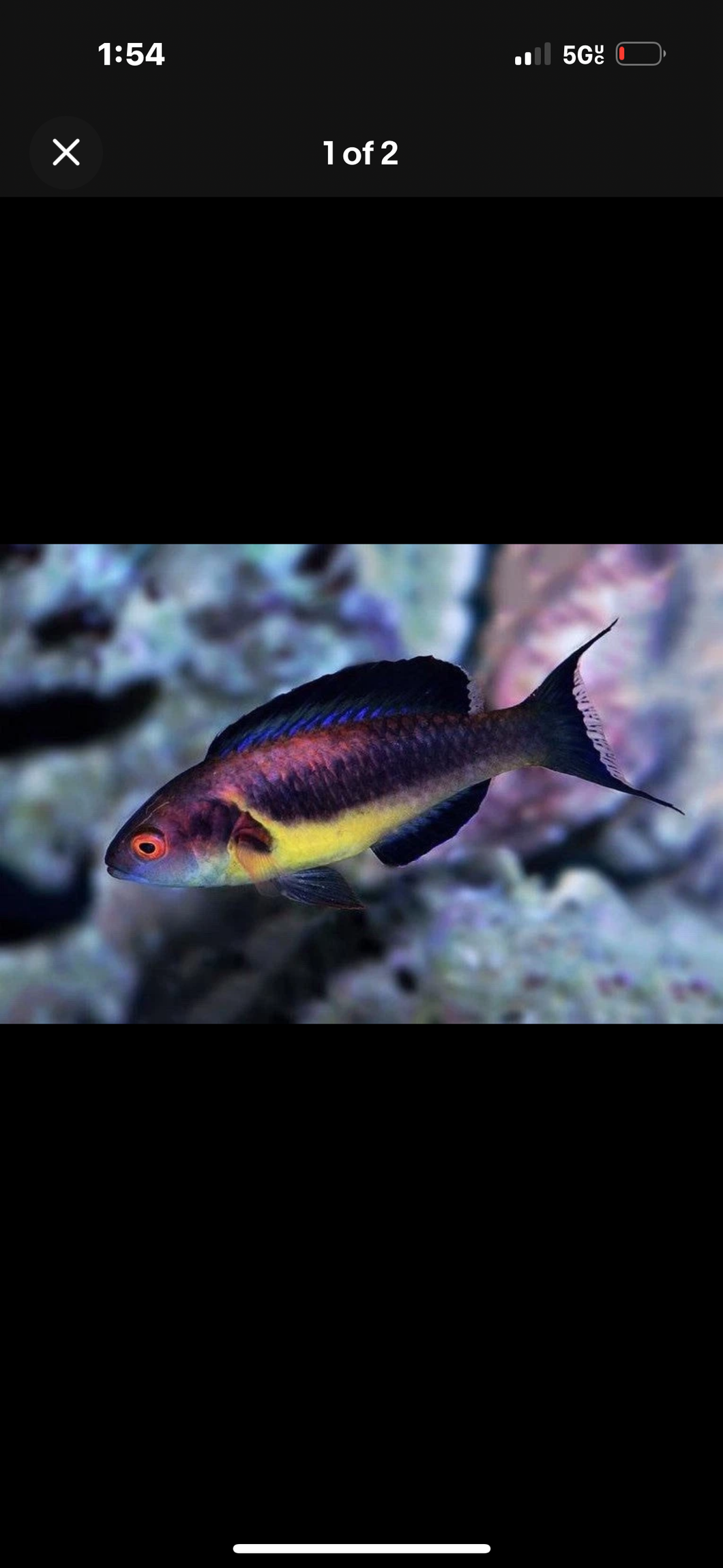 Brunneus Fairy Wrasse-2.5-3.5”