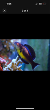 Load image into Gallery viewer, Brunneus Fairy Wrasse-2.5-3.5”
