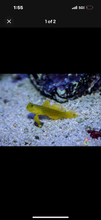 Load image into Gallery viewer, 2 YELLOW WATCHMAN GOBY
