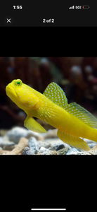 2 YELLOW WATCHMAN GOBY