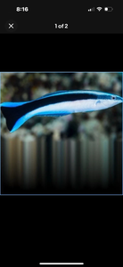 3 Blue Streak Cleaner Wrasse - Saltwater Fish  *LIMITED Free Shipping*
