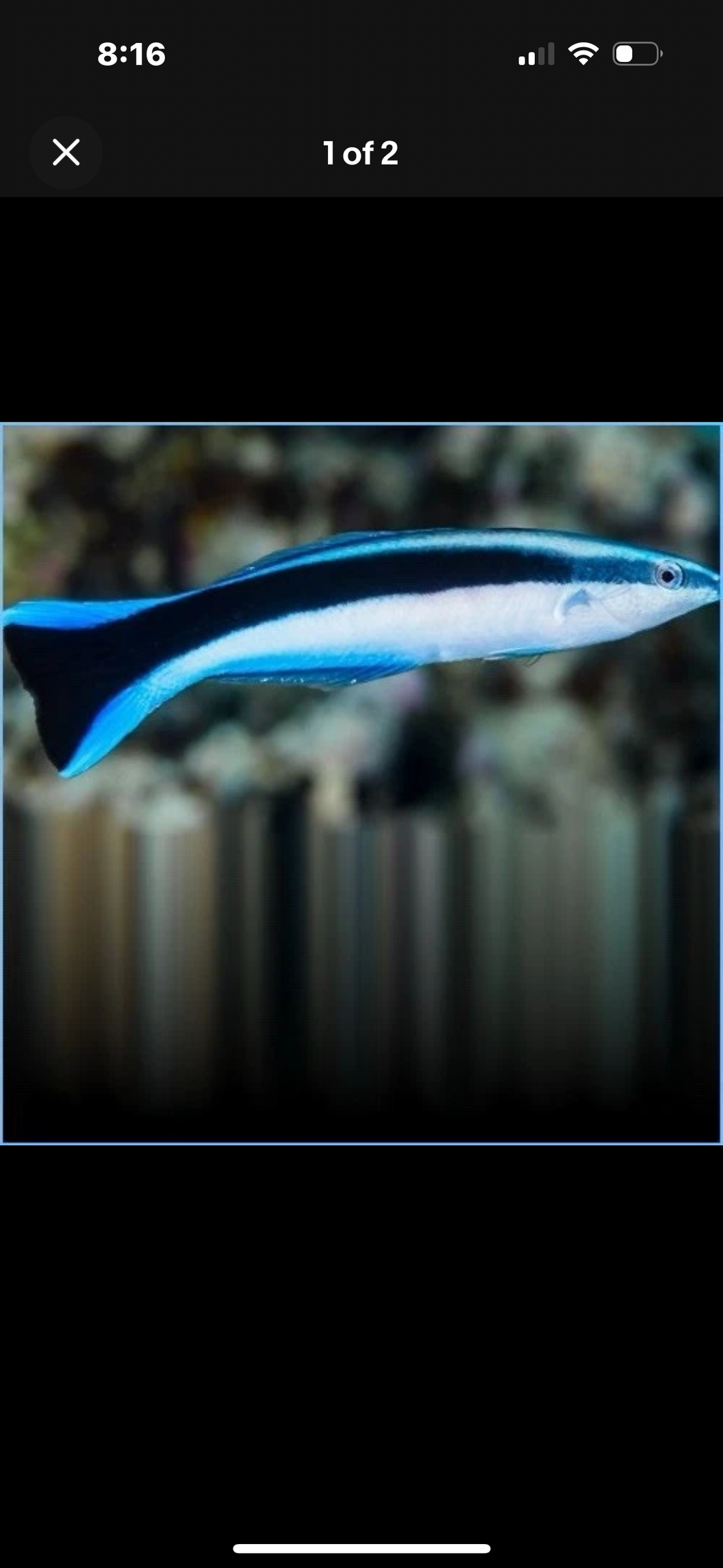 3 Blue Streak Cleaner Wrasse - Saltwater Fish  *LIMITED Free Shipping*