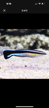 Load image into Gallery viewer, 3 Blue Streak Cleaner Wrasse - Saltwater Fish  *LIMITED Free Shipping*
