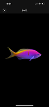 Load image into Gallery viewer, 2 Princess Anthias 2-3”- Saltwater Fish  *LIMITED Free Shipping*
