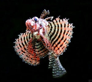 Dwarf Lionfish (Dendrochirus brachypterus)