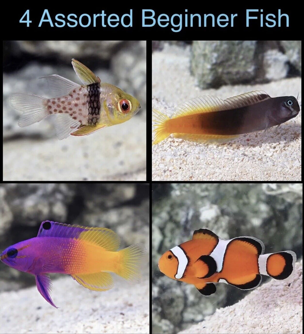 4 Assorted Reef Safe Beginner fish