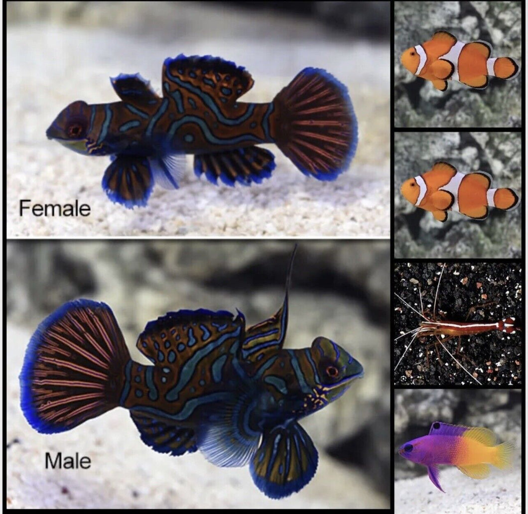 Assorted Reef Safe Fish Pack #2