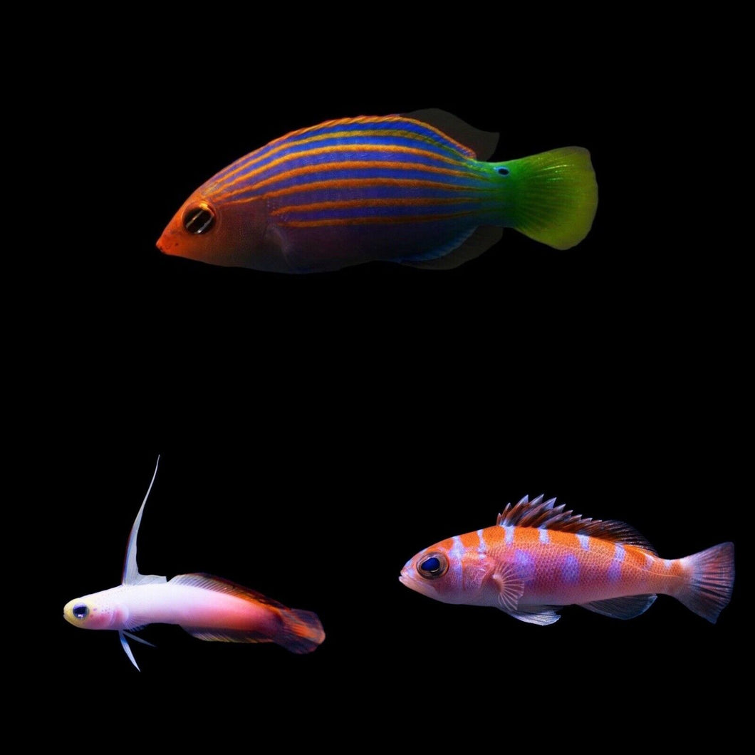 Assorted Reef Safe Fish (3LOT)