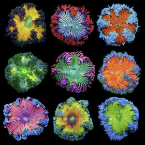 Rock Flower Anemones (6LOT)
